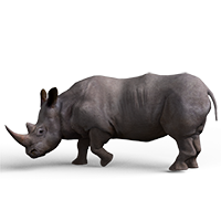 rhinoceros.png